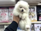 Pomeranian Yavrularımız Yurtdışı Pasaportlu
