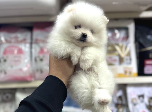 Pomeranian Yavrularımız Yurtdışı Pasaportlu görsel