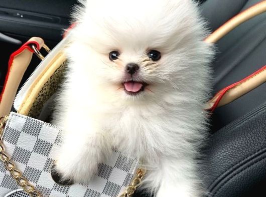Pomeranian Yavrularımız Sizleri Bekliyorlar görsel
