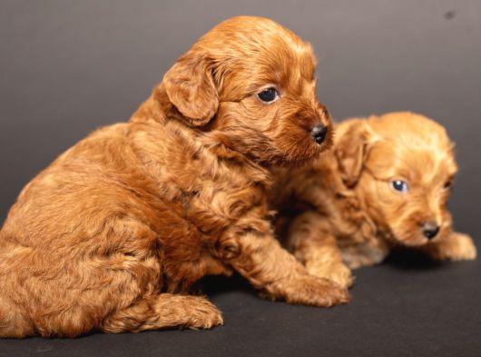Mi̇ni̇ Boy Malti̇poo Bebekleri̇m