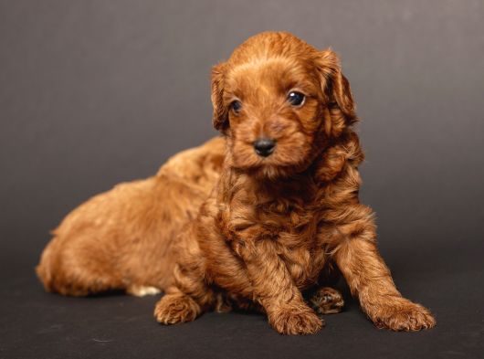 Mi̇ni̇ Boy Malti̇poo Bebekleri̇m görsel
