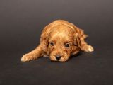 Mi̇ni̇ Boy Malti̇poo Bebekleri̇m