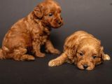 Mi̇ni̇ Boy Malti̇poo Bebekleri̇m