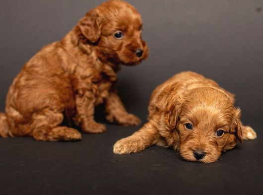 Mi̇ni̇ Boy Malti̇poo Bebekleri̇m görsel