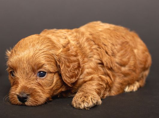Mi̇ni̇ Boy Malti̇poo Bebekleri̇m görsel