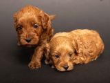 Mi̇ni̇ Boy Malti̇poo Bebekleri̇m