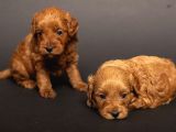 Mi̇ni̇ Boy Malti̇poo Bebekleri̇m