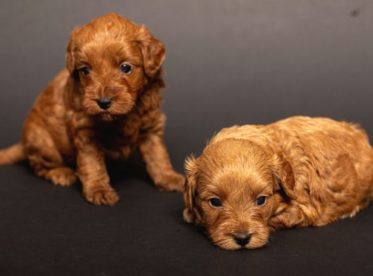 Mi̇ni̇ Boy Malti̇poo Bebekleri̇m görsel