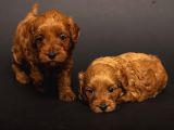 Mi̇ni̇ Boy Malti̇poo Bebekleri̇m