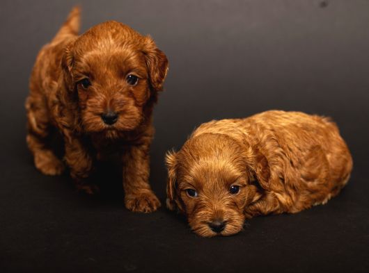 Mi̇ni̇ Boy Malti̇poo Bebekleri̇m görsel