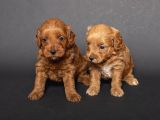 Mi̇ni̇ Boy Malti̇poo Bebekleri̇m