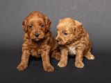 Mi̇ni̇ Boy Malti̇poo Bebekleri̇m