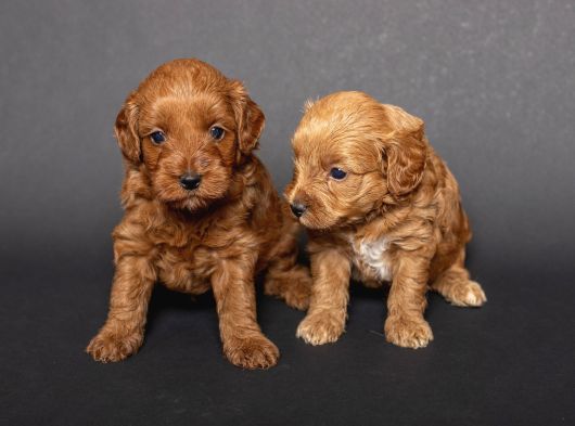 Mi̇ni̇ Boy Malti̇poo Bebekleri̇m görsel