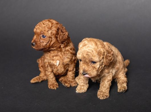 Teacup Toy Poodle Kizlarim görsel