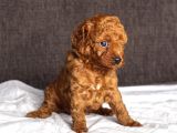 Mi̇ni̇ Boy Toy Poodle Kizimiz