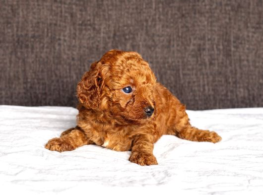 Mi̇ni̇ Boy Toy Poodle Kizimiz görsel