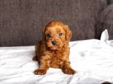 Mi̇ni̇ Boy Malti̇poo Kizimiz