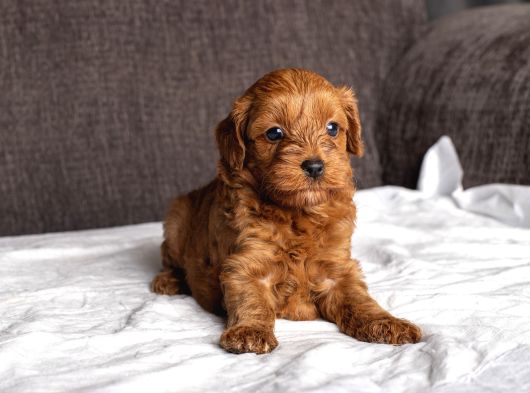 Mi̇ni̇ Boy Malti̇poo Kizimiz görsel