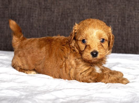 Mi̇ni̇ Boy Malti̇poo Oğlumuz görsel