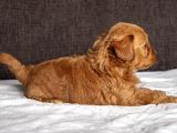 Mi̇ni̇ Boy Malti̇poo Oğlumuz