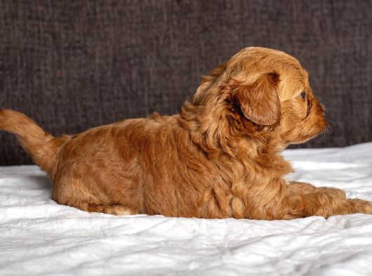 Mi̇ni̇ Boy Malti̇poo Oğlumuz görsel