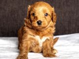 Mi̇ni̇ Boy Malti̇poo Oğlumuz
