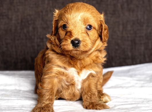 Mi̇ni̇ Boy Malti̇poo Oğlumuz görsel