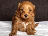 Mi̇ni̇ Boy Malti̇poo Oğlumuz