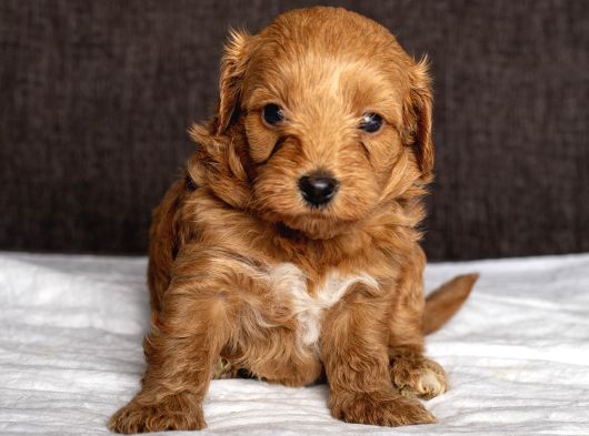 Mi̇ni̇ Boy Malti̇poo Oğlumuz görsel