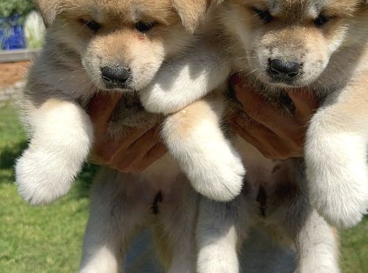 Akita inu yavrularımız