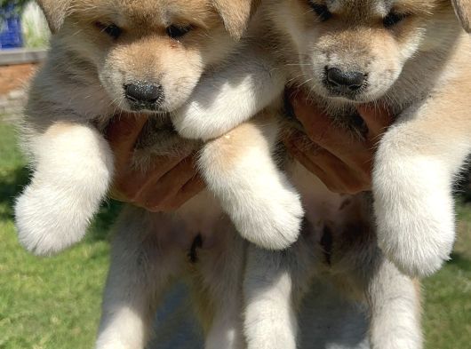 Akita Inu Yavrularımız görsel