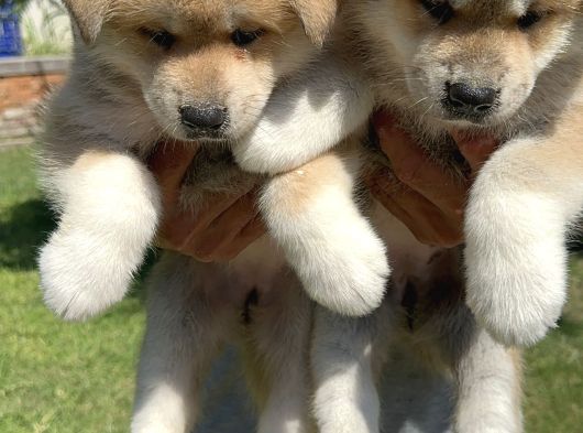 Akita Inu Yavrularımız görsel