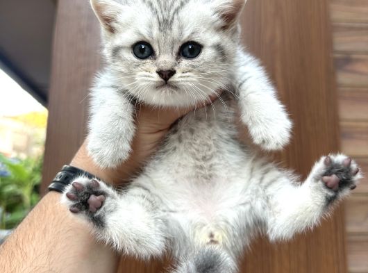 Wc Eğitimli Sağlıklı Bebekler