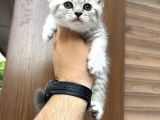 Wc Eğitimli Sağlıklı Bebekler