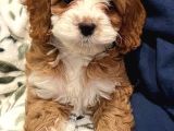 Evinizin Neşesi Olacak Maltipoo Yavrular