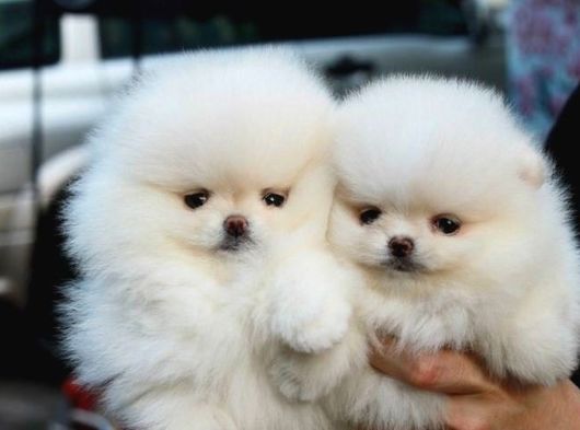 Pomeranian Yavrularımız Evinizin Neşesi Olacaklar görsel