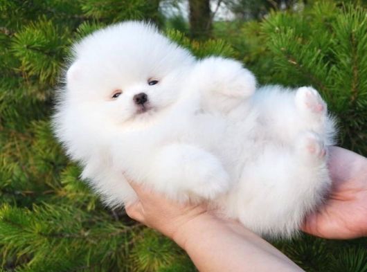 Pomeranian Yavrularımız Evinizin Neşesi Olacaklar görsel