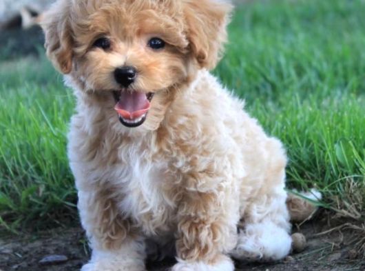 Evinizin Neşesi Olacak Maltipoo Yavrular görsel