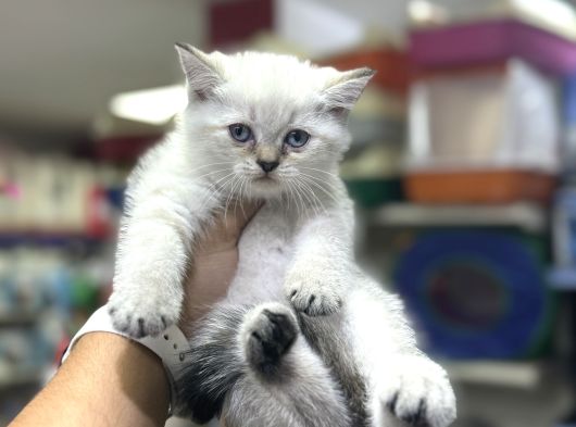 A Kalite Ayı Surat Kedilerimiz görsel