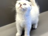 Hayatınıza Premium Bir Dost Katın Pet Studio Yavru Kediler