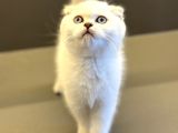 Scottish fold