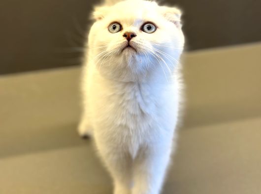 Scottish Fold