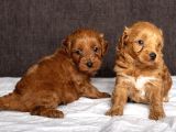 Mi̇ni̇ Boy Malti̇poo Oğlumuz