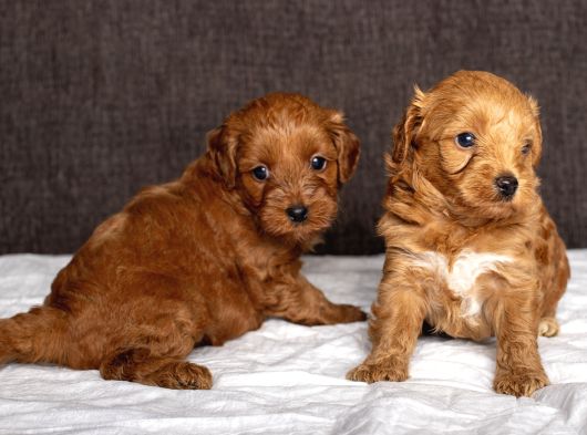Mi̇ni̇ Boy Malti̇poo Oğlumuz görsel