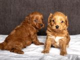 Mi̇ni̇ Boy Malti̇poo Oğlumuz