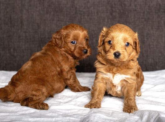 Mi̇ni̇ Boy Malti̇poo Oğlumuz görsel