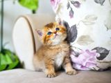 Nadi̇r Bulunan Hari̇ka  Golden Kedi̇