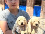 Golden Retriever Yavurlarniz