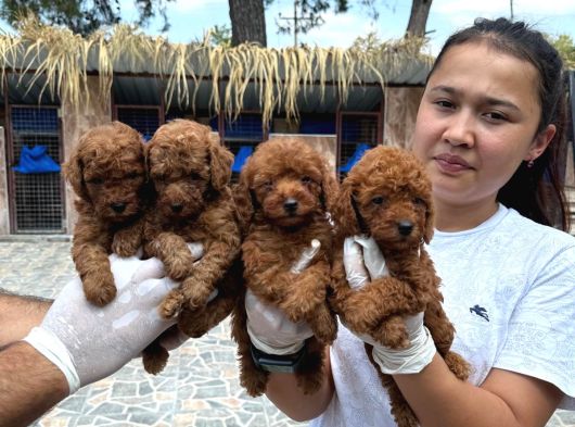 Toy Poodl Yavurlamiz