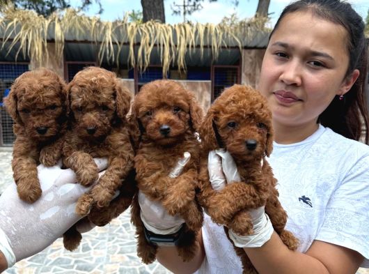 Toy Poodl Yavurlamiz görsel